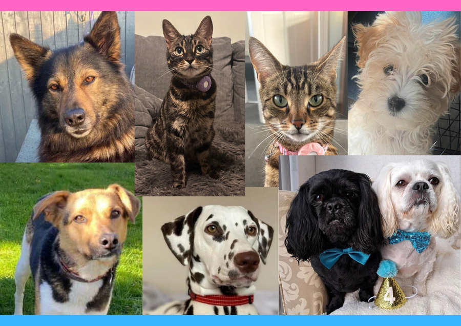 Send us your pet photo